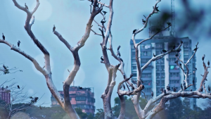 Tomar Bhetor Theke | Piya Chakraborty | Anupam Roy