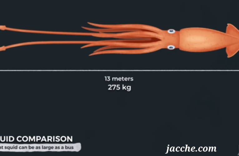 Deep Sea Giants